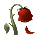 apple version