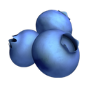 apple version